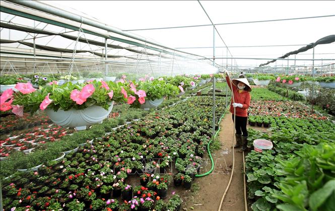Trong ảnh: Nông dân chăm sóc các loại hoa có thời gian sinh trưởng ngắn ngày, kịp bán trong dịp Tết Nguyên đán 2019. Ảnh: Phạm Kiên - TTXVN