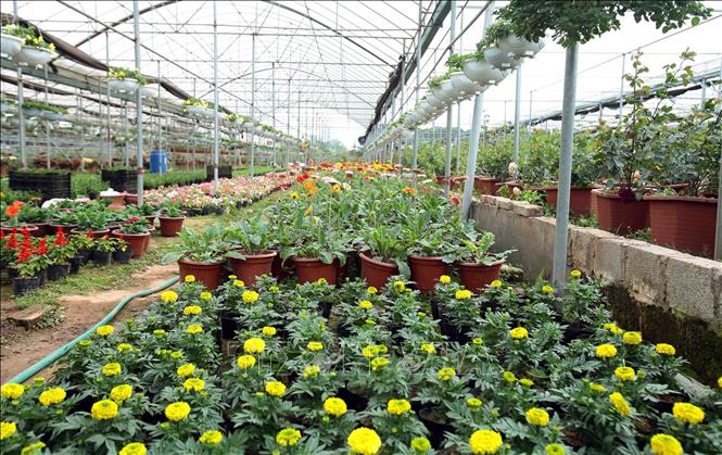 Trong ảnh: Các mặt hàng hoa, cây cảnh tại xã Xuân Quan rất phong phú và đa dạng, sẵn sàng phục vụ trong dịp Tết Nguyên đán 2019 sắp tới. Ảnh: Phạm Kiên - TTXVN
