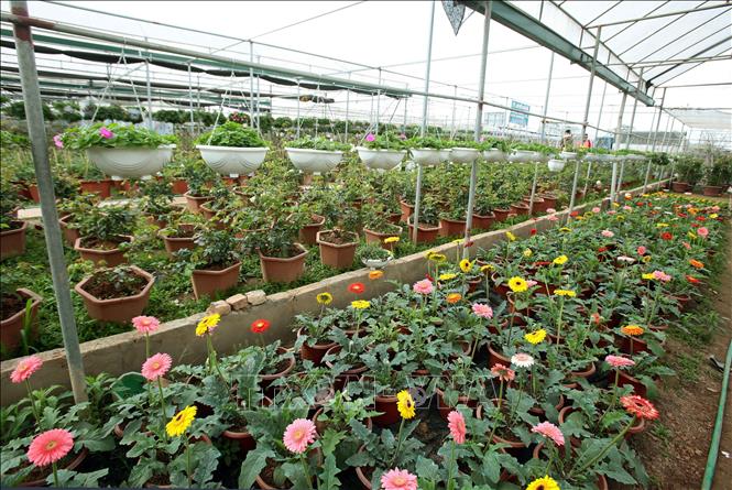 Trong ảnh: Các mặt hàng hoa, cây cảnh tại xã Xuân Quan rất phong phú và đa dạng, sẵn sàng phục vụ trong dịp Tết Nguyên đán 2019 sắp tới. Ảnh: Phạm Kiên - TTXVN