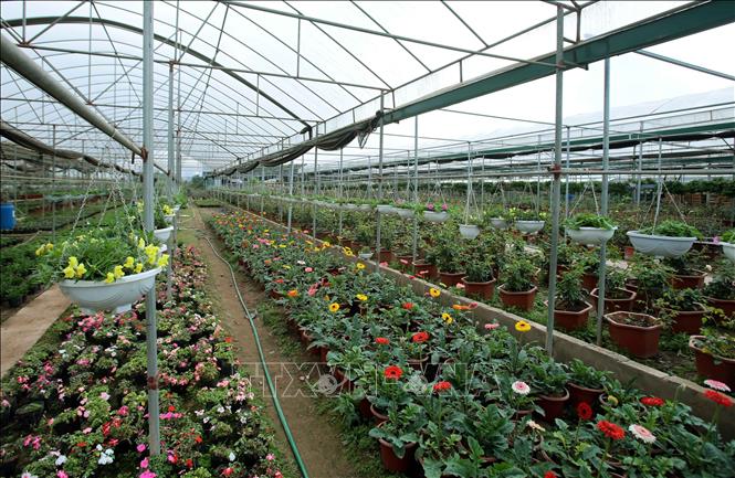 Trong ảnh: Các mặt hàng hoa, cây cảnh tại xã Xuân Quan rất phong phú và đa dạng, sẵn sàng phục vụ trong dịp Tết Nguyên đán 2019 sắp tới. Ảnh: Phạm Kiên - TTXVN