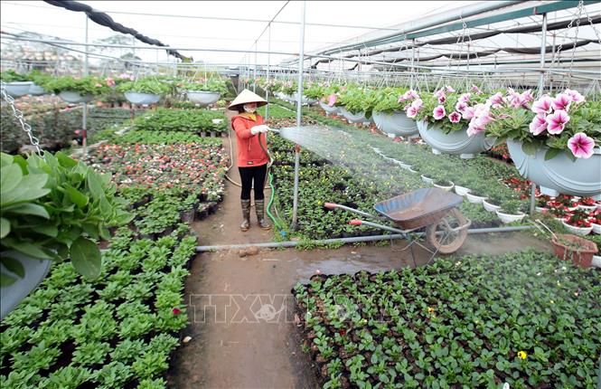 Trong ảnh: Nông dân chăm sóc các loại hoa có thời gian sinh trưởng ngắn ngày, kịp bán trong dịp Tết Nguyên đán 2019. Ảnh: Phạm Kiên - TTXVN