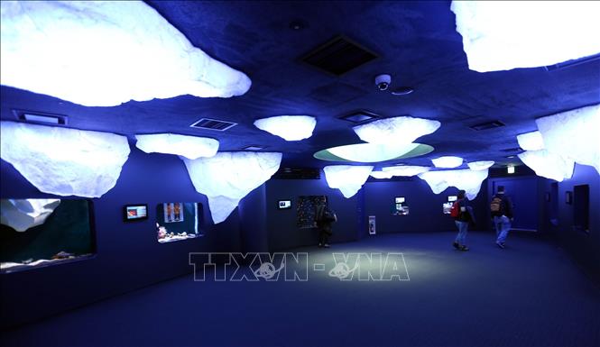 Trong ảnh: Khu vực cư ngụ của loài sứa phát quang tại thủy cung. Ảnh: Huy Hùng - TTXVN