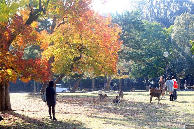 Trong ảnh: Hình ảnh đàn hươu lang thang dưới các gốc cây, thảm cỏ làm du khách khi đến thăm quan tưởng chừng như lạc vào một khu rừng cổ tích. Thậm chí, hươu còn được người dân Nara xem như một báu vật mà thiên nhiên đã ban tặng cho thành phố này. Ảnh: Huy Hùng - TTXVN