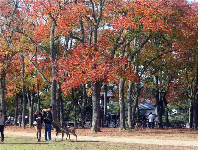Trong ảnh: Hình ảnh đàn hươu lang thang dưới các gốc cây, thảm cỏ làm du khách khi đến thăm quan tưởng chừng như lạc vào một khu rừng cổ tích. Thậm chí, hươu còn được người dân Nara xem như một báu vật mà thiên nhiên đã ban tặng cho thành phố này. Ảnh: Huy Hùng - TTXVN
