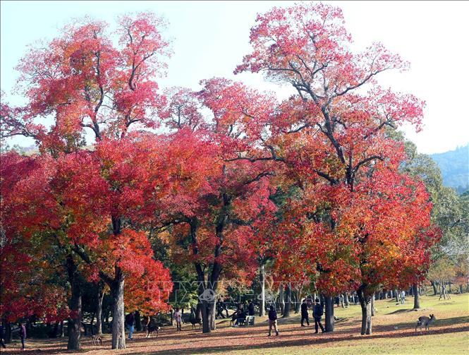 Trong ảnh: Vào mùa thu, lá cây trong công viên Nara chuyển sang màu vàng đỏ rực rỡ, là điểm níu kéo các du khách khắp nơi đến tham quan. Ảnh: Huy Hùng - TTXVN