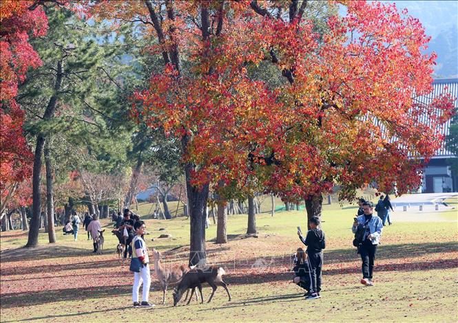 Trong ảnh: Vào mùa thu, lá cây trong công viên Nara chuyển sang màu vàng đỏ rực rỡ, là điểm níu kéo các du khách khắp nơi đến tham quan. Ảnh: Huy Hùng - TTXVN