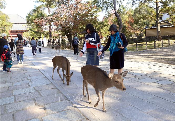Trong ảnh: Hươu Nara đã được thuần hóa từ lâu đời nên chúng có thể tiếp cận với con người một cách rất tự nhiên. Ảnh: Huy Hùng - TTXVN