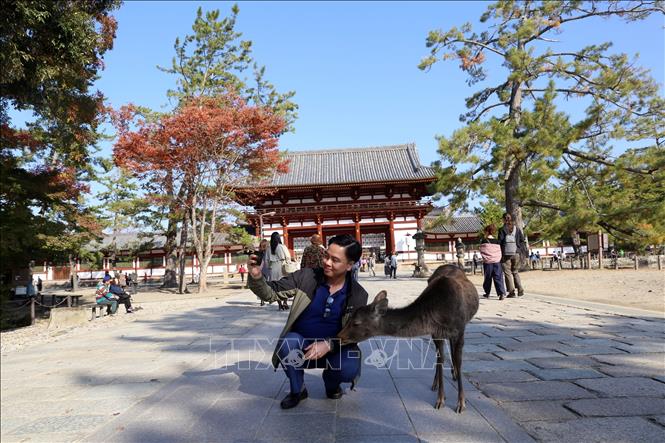Trong ảnh: Công viên tọa lạc ở nơi thu hút du khách nhất thành phố Nara với những địa điểm nổi tiếng như chùa Todaiji, đền Kasuga Taisha, chùa Kofukuji và bảo tàng quốc tế Nara. Hươu Nara đã được thuần hóa từ lâu đời nên chúng có thể tiếp cận với con người một cách rất tự nhiên. Ảnh: Huy Hùng - TTXVN