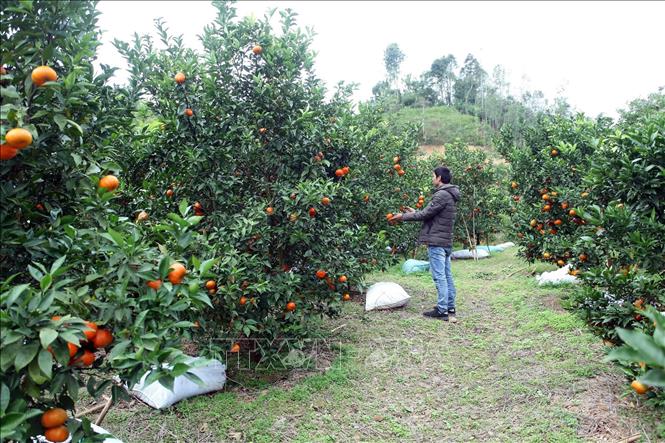 Tiếp sức phát triển nhanh mô hình trồng cam