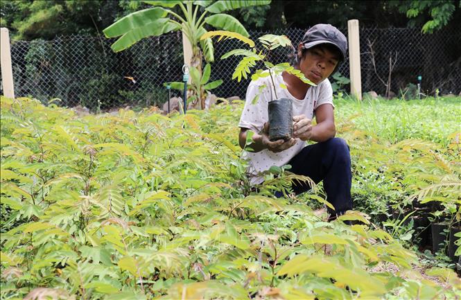 Trong ảnh: Kiểm tra giống cây Muồng đen trước khi trồng rừng tại Vườn quốc gia Núi Chúa. Ảnh: Nguyễn Thành – TTXVN