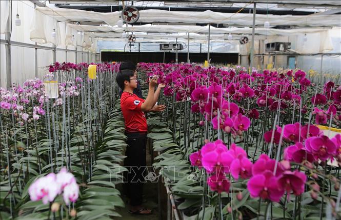 Trong ảnh: Cán bộ kỹ thuật kiểm tra tình tình sinh trưởng của cây lan. Ảnh: Hồ Cầu-TTXVN