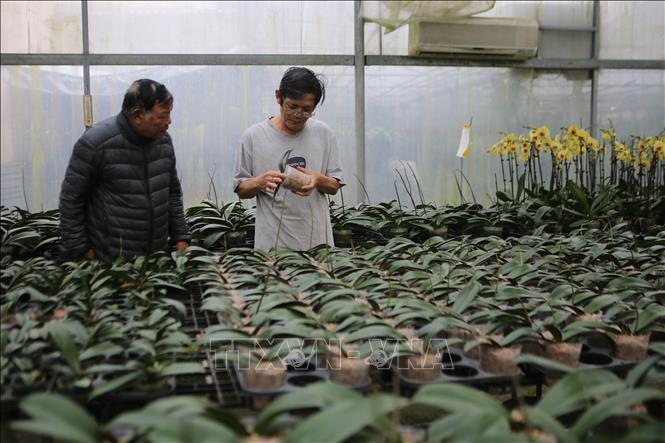 Trong ảnh: Ông Phan Tấn Hoàng chăm sóc vườn lan. Ảnh: Hồ Cầu-TTXVN