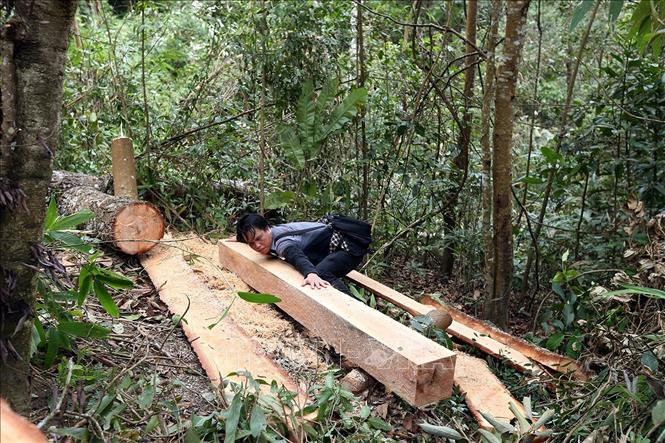 Trong ảnh: Những cây gỗ tại rừng già Nà Pen bị 