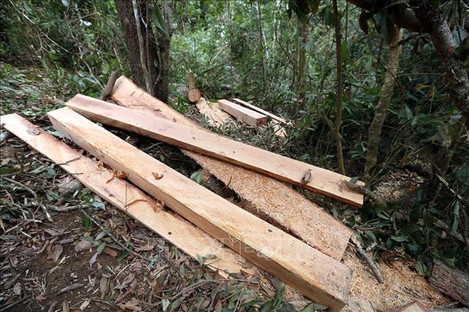 Trong ảnh: Những tấm gỗ bị đốn hạ tại hiện trường. Ảnh: Phan Tuấn Anh – TTXVN