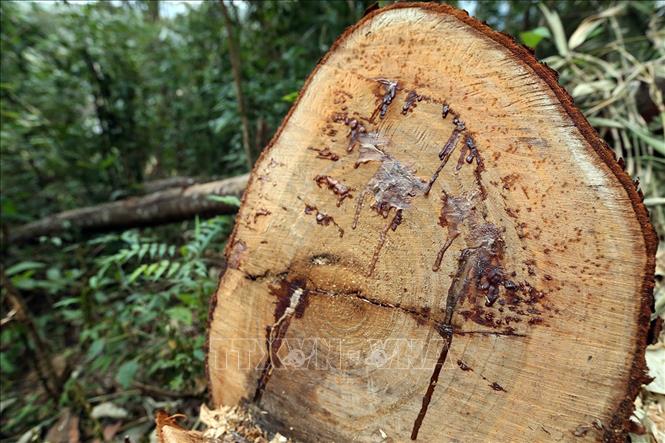 Trong ảnh: Cây gỗ bị đốn hạ tại rừng già Nà Pen. Ảnh: Phan Tuấn Anh – TTXVN