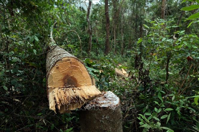 Trong ảnh: Một cây gỗ bị đốn chặt bằng dao rựa. Ảnh: Phan Tuấn Anh – TTXVN