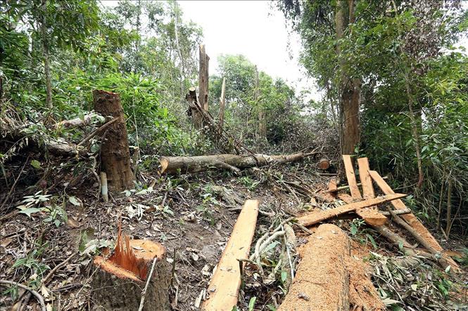 Trong ảnh: Hiện trường một điểm đốn hạ cây rừng. Ảnh: Xuân Tiến - TTXVN