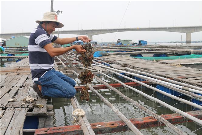 Trong ảnh: Anh Nguyễn Công Biên, tiểu khu 3, xã Long Sơn, thành phố Vũng Tàu kiểm tra hàu Thái Bình Dương. Ảnh: Hoàng Nhị - TTXVN