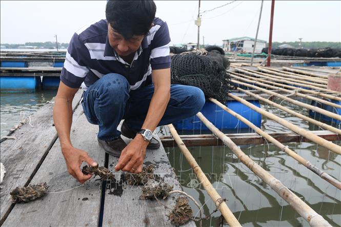 Trong ảnh: Anh Nguyễn Công Biên, tiểu khu 3, xã Long Sơn, thành phố Vũng Tàu kiểm tra hàu Thái Bình Dương. Ảnh: Hoàng Nhị - TTXVN