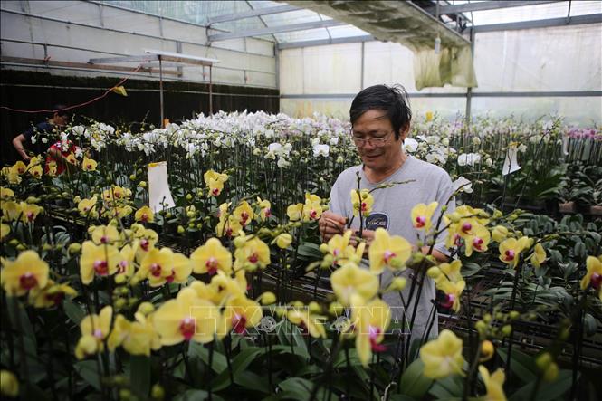 Photo: Farmer Phan Tan Hoang gives care to orchid for Tet festival at his garden in Doc So, An Hoa ward, Hue city (the central province of Thua Thien-Hue). VNA Photo: Hồ Cầu