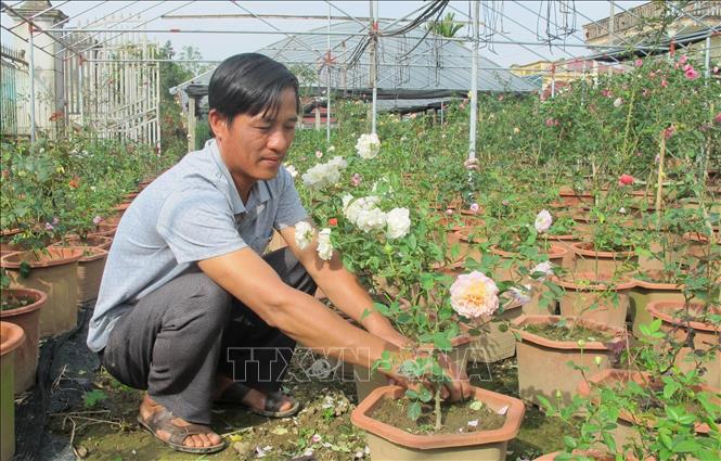 Photo: Farmer Dien Manh Hung gives care to rose plants for Tet festival in Ninh Phuc Flower Village, the northern province of Ninh Binh. VNA Photo: Hải Yến 
