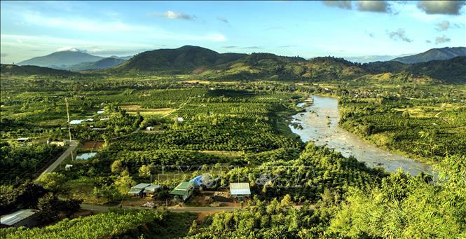 Photo: Coffee plantation in the Central Highlands province of Gia Lai. VNA Photo: Hoàng Hùng