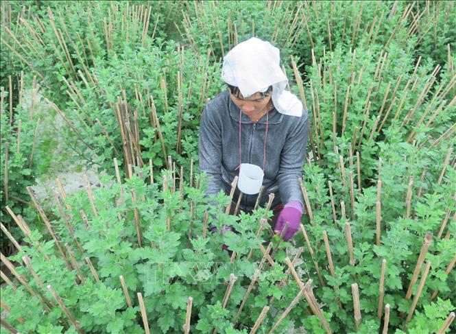 Photo: About 150,000 pots of crystal daisy and chrysanthemum are slow-growing as unusual weather in Ninh Giang ward, Ninh Hoa town, central province of Khanh Hoa. VNA Photo: Phan Sáu 