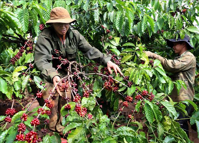 Photo: Harvesting coffee in a plantation in the Central Highlands province of Gia Lai. VNA Photo: Hoàng Hùng
