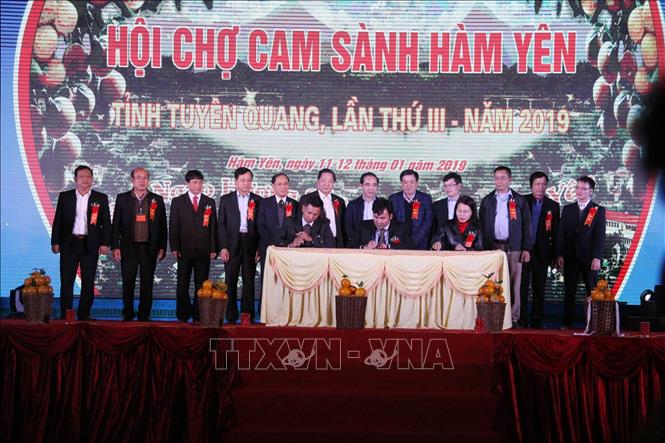 Trong ảnh: Lễ ký kết hợp tác tiêu thụ sản phẩm cam sành Hàm Yên giữa các đơn vị, doanh nghiệp. Ảnh: Quang Cường - TTXVN
