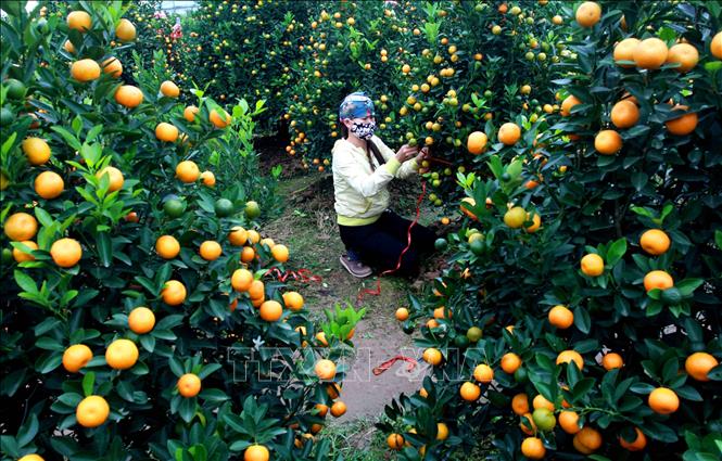Trong ảnh: Người dân xã Đông Hòa, thành phố Thái Bình, chăm sóc cây quất để phục vụ Tết Nguyên đán Kỷ Hợi 2019. Ảnh: Thế Duyệt - TTXVN