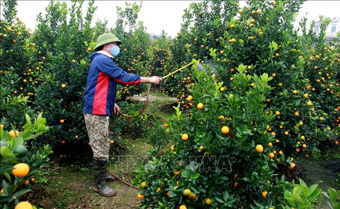 Trong ảnh: Người dân xã Đông Hòa, thành phố Thái Bình chăm sóc cây quất để phục vụ Tết Nguyên đán Kỷ Hợi 2019. Ảnh: Thế Duyệt - TTXVN