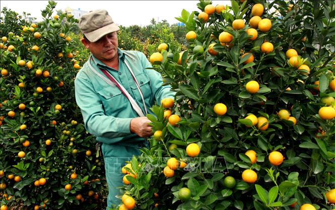 Trong ảnh: Người dân xã Đông Hòa, thành phố Thái Bình chăm sóc cây quất để phục vụ Tết Nguyên đán Kỷ Hợi 2019. Ảnh: Thế Duyệt - TTXVN