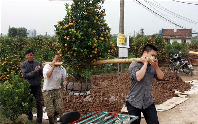 Trong ảnh: Nhiều người đến tận vườn tại thôn Quyết Thắng, xã Đông Hòa, thành phố Thái Bình, để mua quất. Ảnh: Thế Duyệt - TTXVN