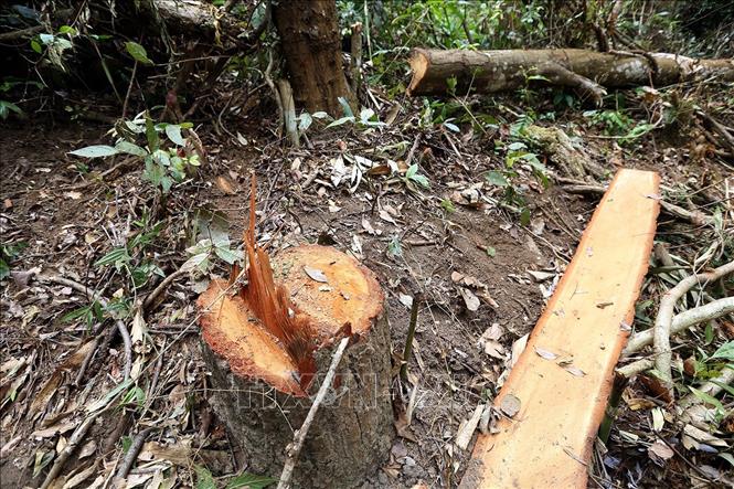 Trong ảnh: Những cây rừng bị đốn chặt lấy gỗ về làm nhà. Ảnh: Nguyễn Xuân Tiến - TTXVN