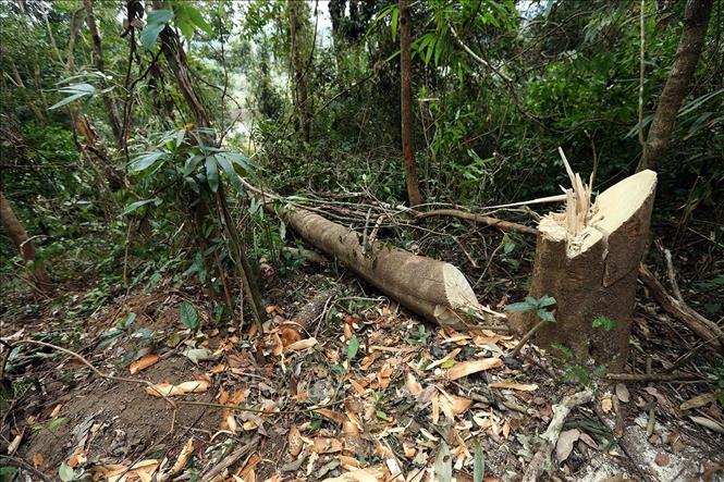 Trong ảnh: Một cây mới bị chặt hạ. Ảnh: Nguyễn Xuân Tiến - TTXVN
