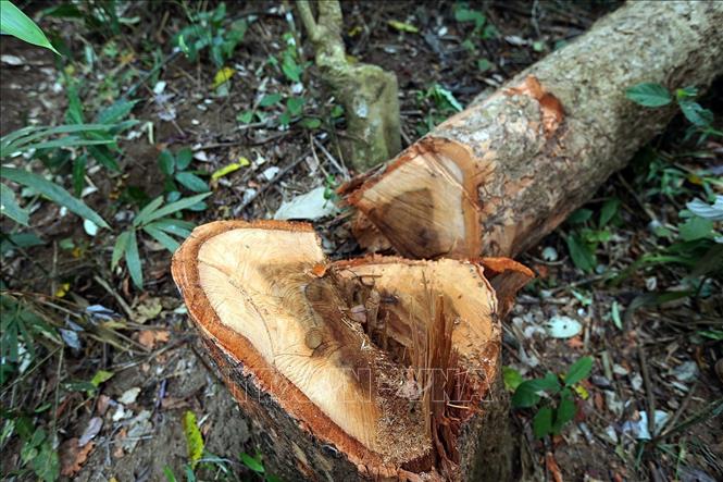 Trong ảnh: Các cây bị chặt hạ trái phép chủ yếu là gỗ Vối thuốc, Dổi, Xoan đào, Giẻ thuộc các nhóm III, V, VI. Ảnh: Nguyễn Xuân Tiến - TTXVN