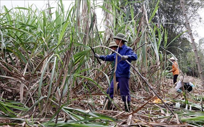 Trong ảnh: Người dân xã Tam Đa (Sơn Dương, Tuyên Quang) thu hoạch mía bán cho nhà máy. Ảnh: Quang Cường - TTXVN