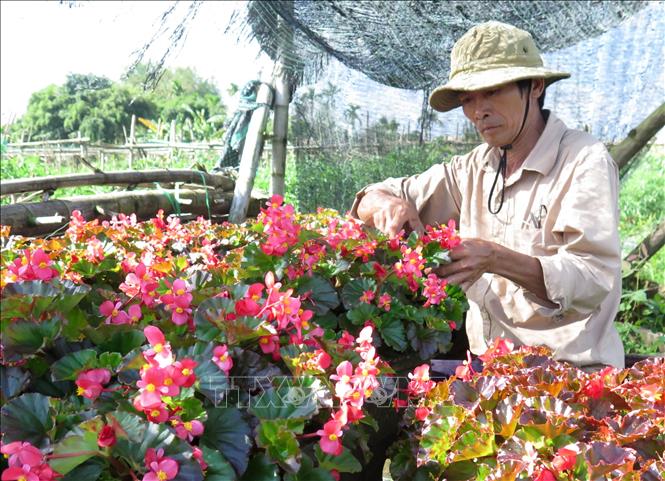 Trong ảnh: Người trồng chăm sóc hoa Hải đường. Ảnh: Phước Ngọc-TTXVN
