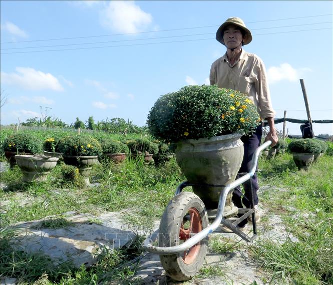 Trong ảnh: Cúc mâm xôi chủ yếu xuất bán cho khách hàng sành chơi, có điều kiện vì giá cả cao hơn hẳn các loại hoa khác. Ảnh: Phước Ngọc-TTXVN
