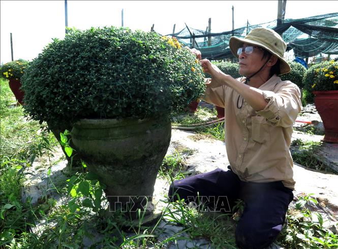 Trong ảnh: Ông Nguyễn Văn Huy, trú xã Nghĩa Hiệp chăm sóc vườn cúc mâm xôi. Ảnh: Phước Ngọc-TTXVN

