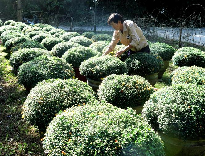 Trong ảnh: Ông Nguyễn Văn Huy tạo ra hướng đi mới bằng việc nhập giống hoa cúc mâm xôi Đà Lạt về nhân giống ra trồng tại địa phương. Ảnh: Phước Ngọc-TTXVN
