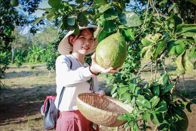Trong ảnh: Du khách được tận tay thu hoạch bưởi da xanh tại trang trại của Công ty TNHH 3T Plus Green Farm, xã Láng Lớn, huyện Châu Đức. Ảnh: Hoàng Nhị -TTXVN