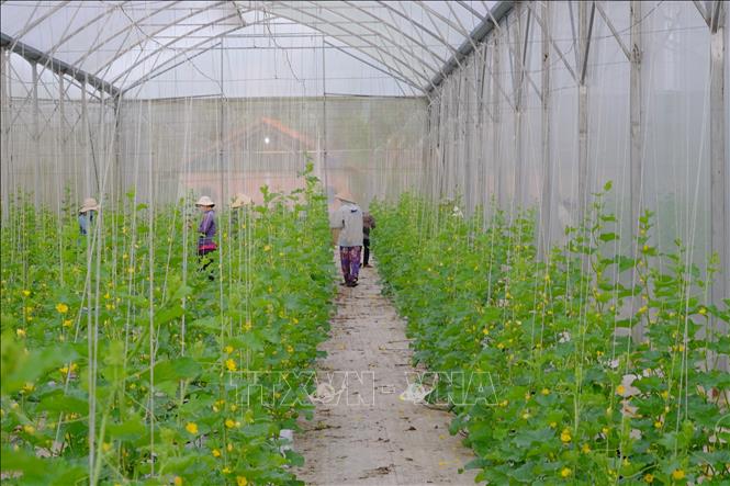 Trong ảnh: Công nhân chăm sóc vườn dưa lê tại trang trại của Công ty TNHH 3T Plus Green Farm, xã Láng Lớn, huyện Châu Đức. Ảnh: Hoàng Nhị -TTXVN