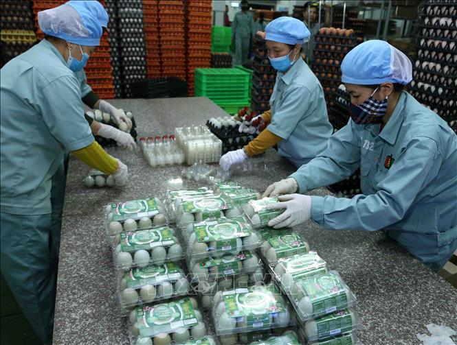 Trong ảnh: Đóng gói sản phẩm trứng gà để cung cấp ra thị trường tại nhà máy xử lý trứng gà sạch của Công ty TNHH Đầu tư và Phát triển chăn nuôi (Tập đoàn Dabaco Việt Nam). Ảnh: Vũ Sinh – TTXVN