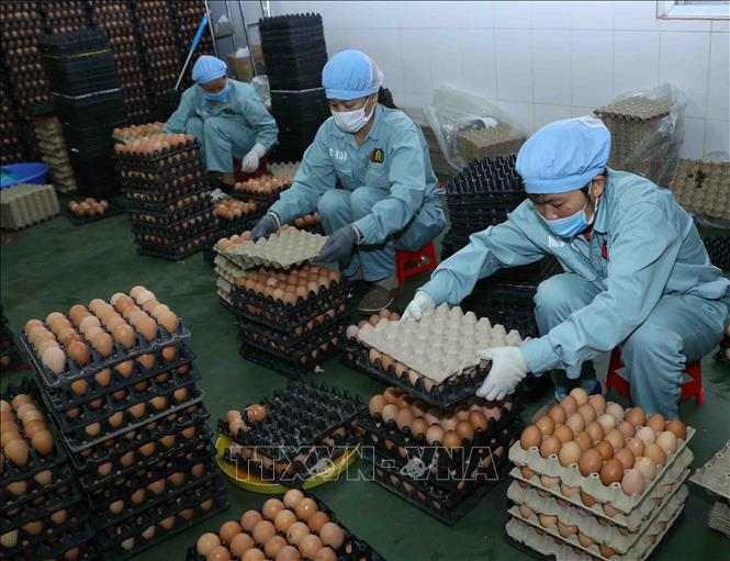 Trong ảnh: Mỗi ngày, nhà máy xử lý trứng gà sạch của Công ty TNHH Đầu tư và Phát triển chăn nuôi (Tập đoàn Dabaco Việt Nam) cung cấp ra thị trường khoảng 40 vạn quả trứng gà. Ảnh: Vũ Sinh – TTXVN