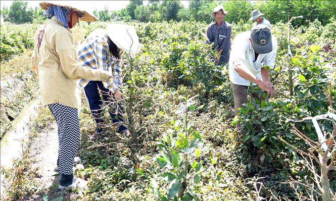 Trong ảnh: Người trồng mai ở phường Thạnh Xuân, quận 12 bứt lá để dưỡng mầm cho hoa ra đúng dịp Tết. Ảnh: Hồng Nhung - TTXVN