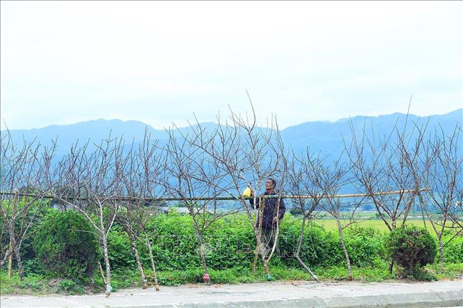 Trong ảnh: Chăm sóc những cành đào rừng để chuẩn bị bán cho người dân chơi tết. Ảnh: Nguyễn Xuân Tiến - TTXVN