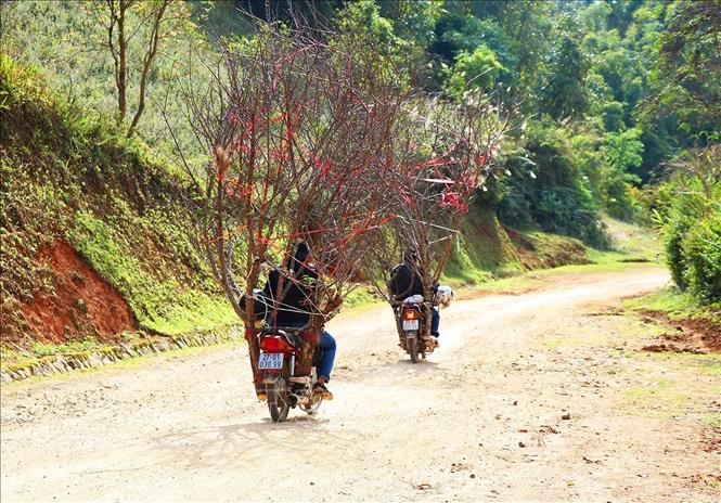Trong ảnh: Những cành đào rừng được người dân chở về bán. Ảnh: Nguyễn Xuân Tiến - TTXVN