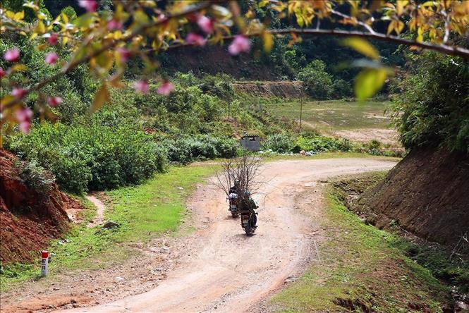 Trong ảnh: Những cành đào rừng được người dân chở về bán. Ảnh: Nguyễn Xuân Tiến - TTXVN