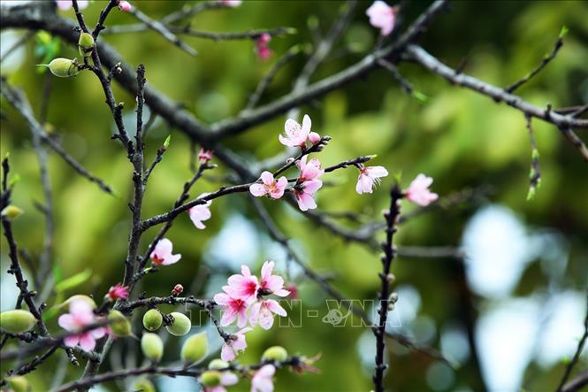 Trong ảnh: Những bông hoa đào rừng khoe sắc đón xuân. Ảnh: Phan Tuấn Anh  - TTXVN